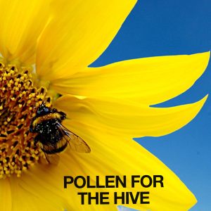Pollen for the hive