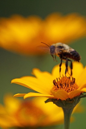 Be Involved_You Tube and Beyond_3 options to choose from_photo of honey bee hovering over one of three daisy's