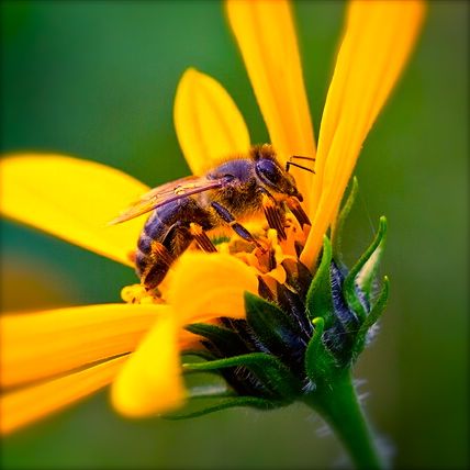 Be Involved_You Tube and Beyond_Option 3_photo of Yellow daisy with Bee